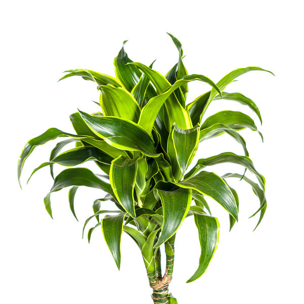 Dracaena Deremensis Dorado Ø24cm - ↕130cm