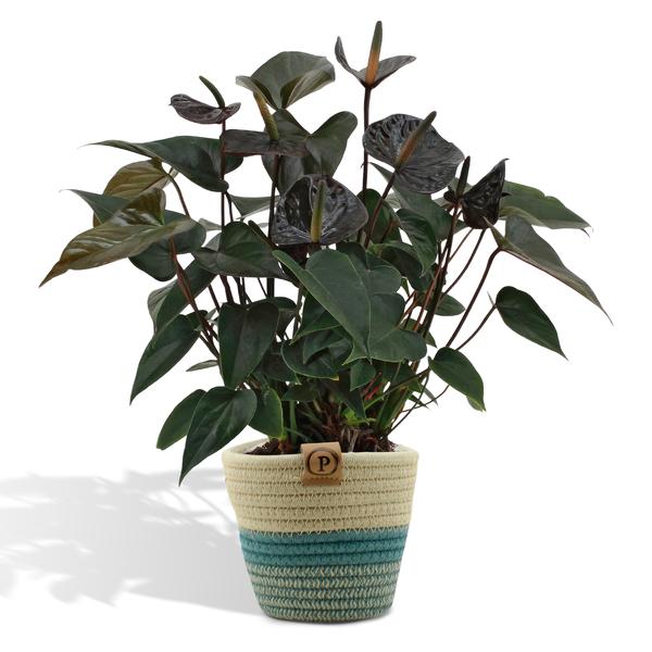 Anthurium andreanum Black Love incl. PURE mand - 45cm - Ø12