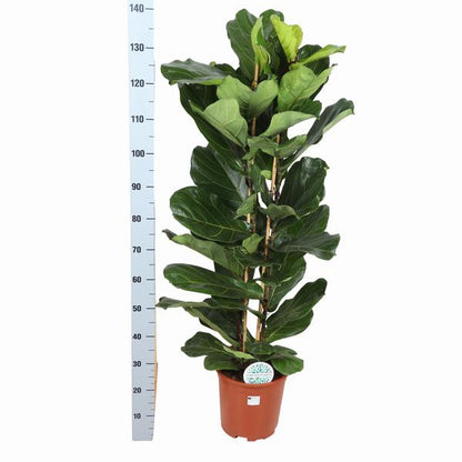 Ficus Lyrata Ø27cm ↕140cm in Boule WIT pot