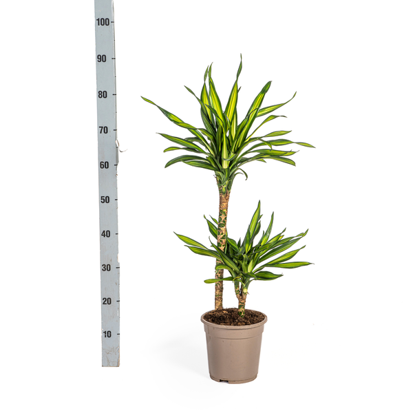 Dracaena Deremensis Rikki Ø19cm - ↕80cm