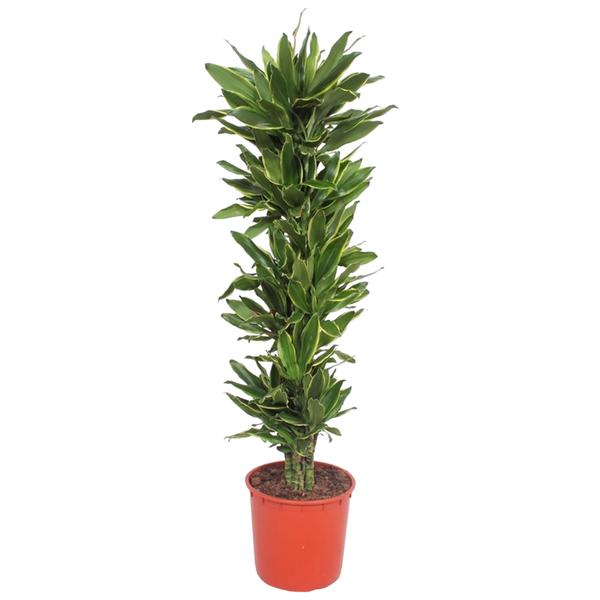 Dracaena Golden Coast - 200 cm - ø34