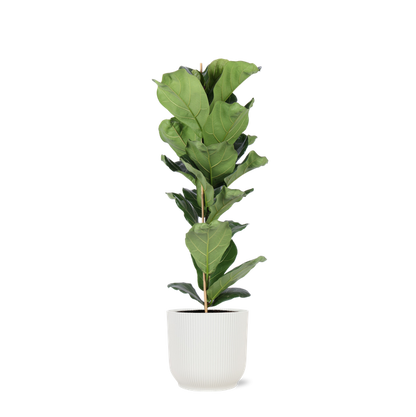 Ficus Lyrata - Ø21cm - ↕90cm in Vibes WIT pot