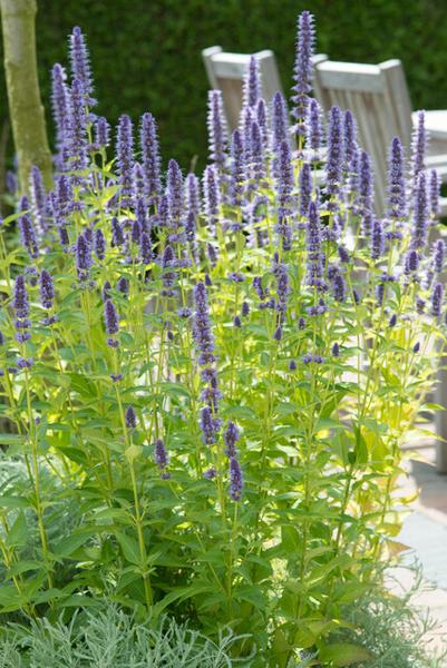 Agastache 'Black Adder' - ↕10-25cm - Ø9cm - 40x