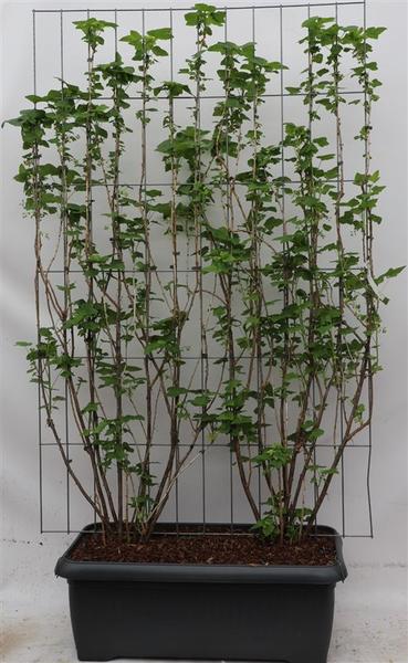 Ribes nigr. 'Titania' - zwarte bes - Kant-en-Klaar Haag - 120 x 180 cm - 1 pcs