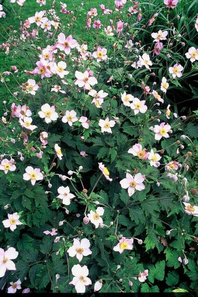 Anemone tom. 'Robustissima' - ↕10-25cm - Ø9cm - 40x