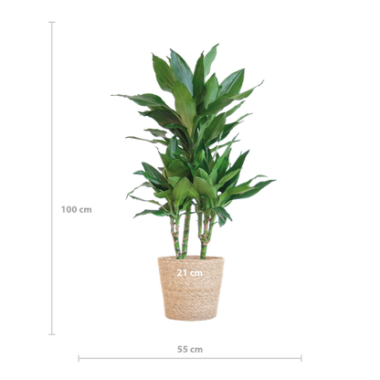 Dracaena  Janet Lindt met Sofia mand naturel - 95cm - Ø21