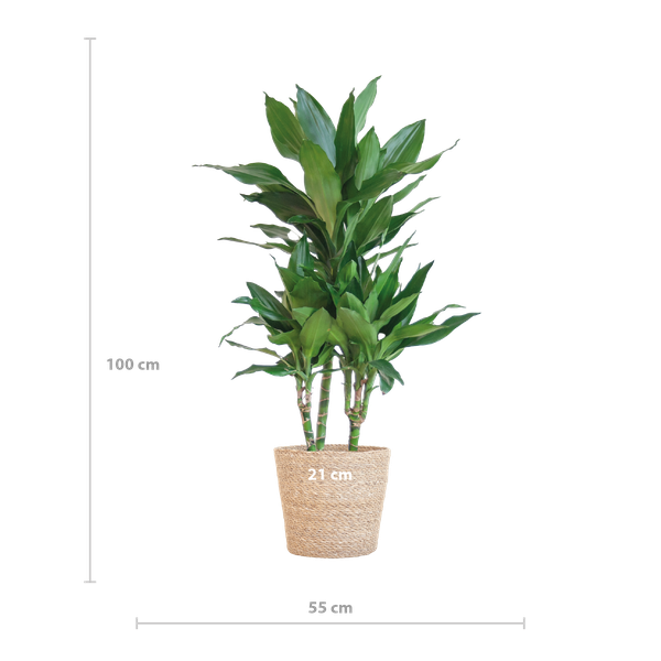 Dracaena  Janet Lindt met Sofia mand naturel - 95cm - Ø21