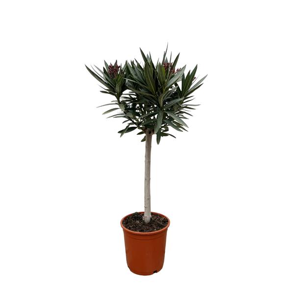 Nerium Oleander op stam met rode bloem - 90cm - Ø22