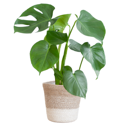 Monstera Deliciosa met Lissabon mand wit  - 50cm - Ø17