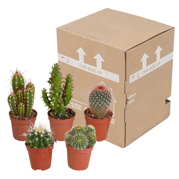 Cactus mix 5.5 cm - 5x - zonder pot