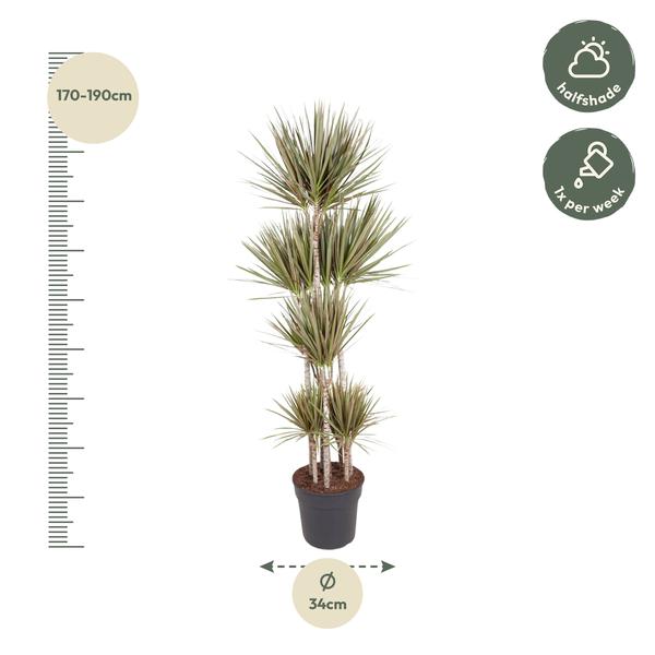 Dracaena Bicolor Carrousel - 180 cm - ø34