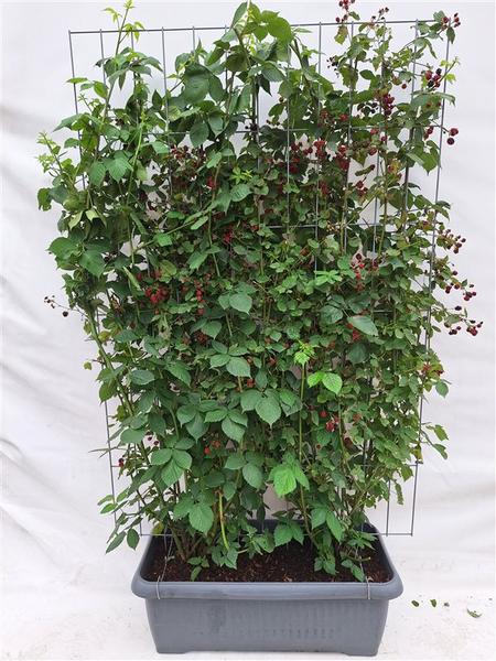 Rubus frut. 'Black Satin' - doornloze zwarte braam - Kant-en-Klaar Haag - 120 x 180 cm - 1 pcs