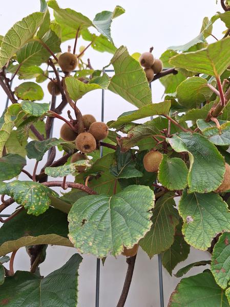 Actinidia deliciosa 'Jenny' - Kiwi - Kant-en-Klaar Haag - 120 x 180 cm