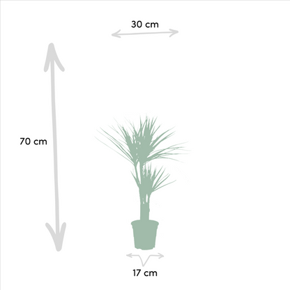 Dracaena - ↨120cm - Ø21cm + Dracaena - 70cm - Ø17cm