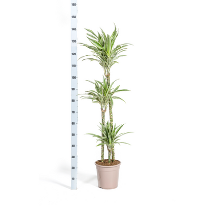 Dracaena Deremensis White Stripe Ø24cm - ↕140cm