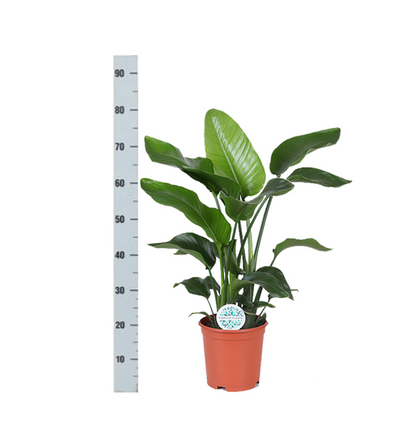 Strelitzia Nicolai - Ø21cm - ↕80cm in Vibes ROZE pot