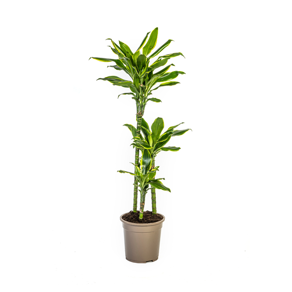 Dracaena Fragrans Golden Coast Ø21cm - ↕100cm