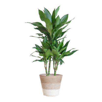 Dracaena  Janet Lindt met mand Lissabon wit - 95cm - Ø21