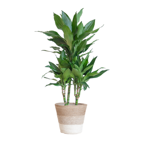 Dracaena  Janet Lindt met mand Lissabon wit - 95cm - Ø21