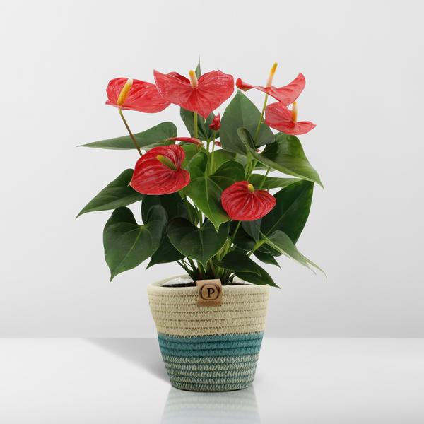 Anthurium andreanum Esudo incl. PURE mand - 45cm - Ø12