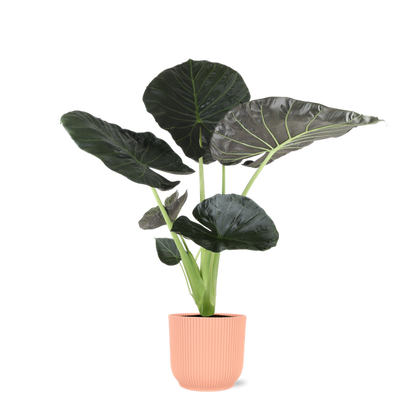 Alocasia Regal Shield Ø21cm - ↕100cm in Vibes ROZE pot