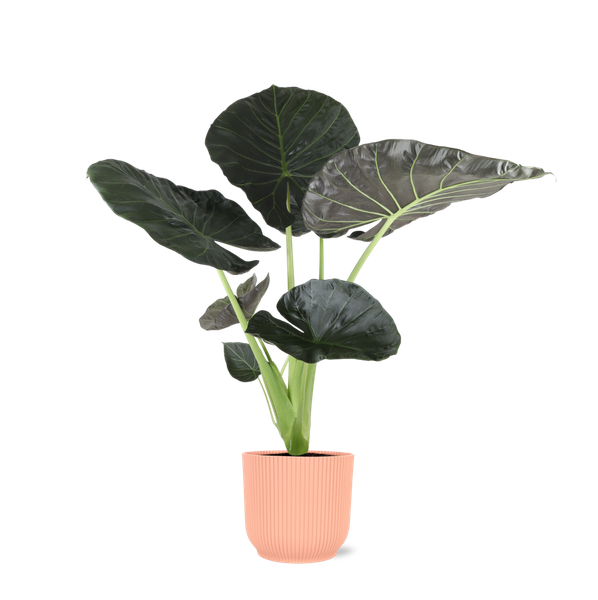 Alocasia Regal Shield Ø21cm - ↕100cm in Vibes ROZE pot