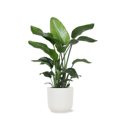 Strelitzia Nicolai - Ø21cm - ↕80cm in Vibes WIT pot