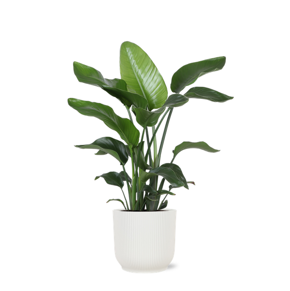 Strelitzia Nicolai - Ø21cm - ↕80cm in Vibes WIT pot