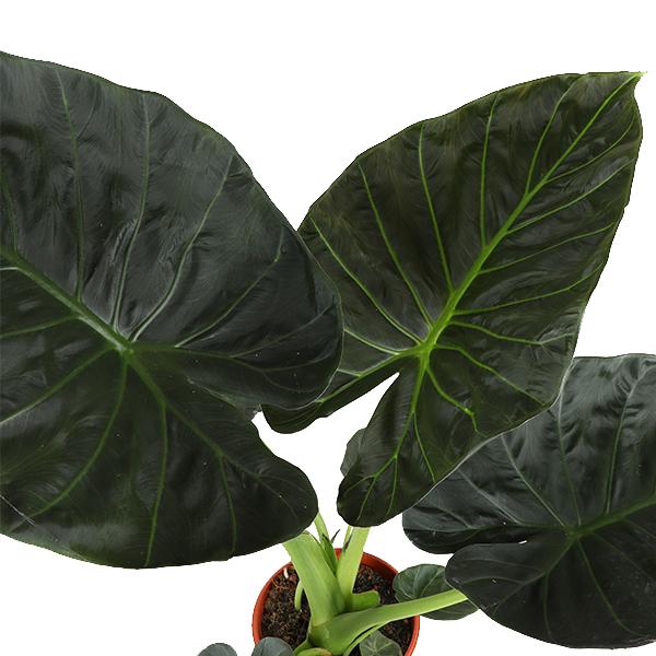 Alocasia Regal Shield Ø21cm - ↕100cm in Vibes WIT pot