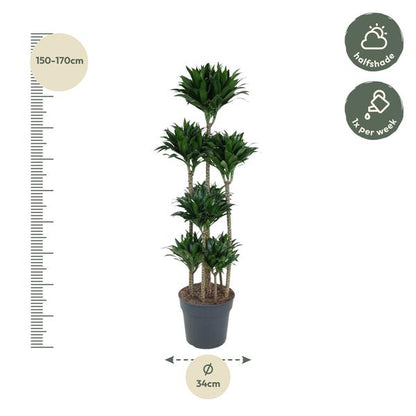 Dracaena Compacta Carrousel - 160 cm - ø34