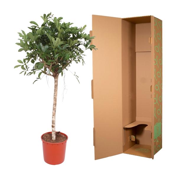 Schefflera Arboricola Compacta boom - 150 cm - ø34