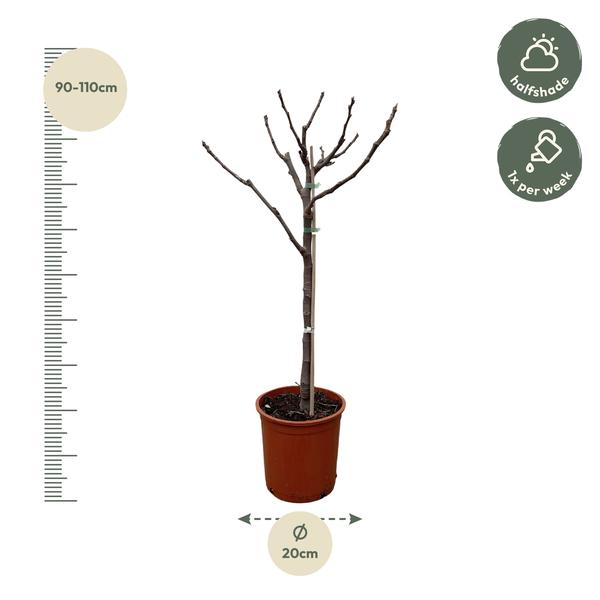 Ficus Carica op stam - 100 cm - Ø20