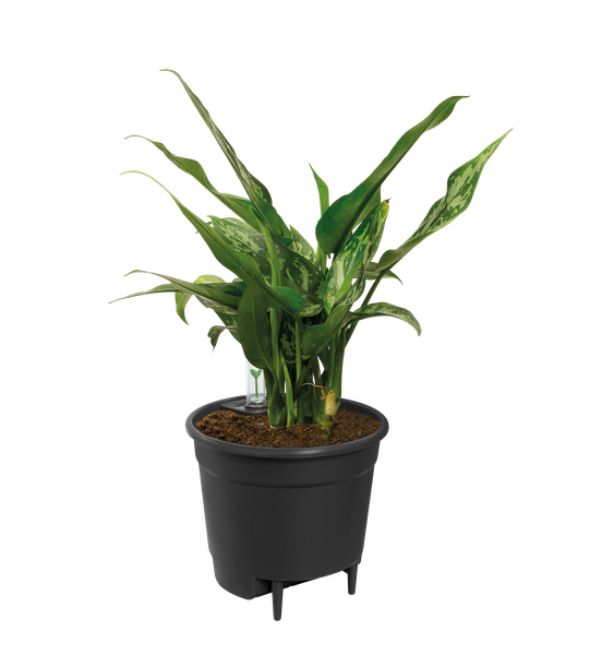 Self Watering Insert - 36 cm