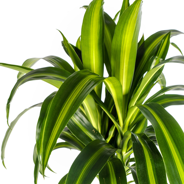 Dracaena Deremensis Hawaiian Sunshine Ø24cm - ↕140cm