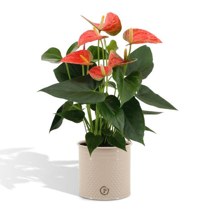 Anthurium andreanum Prince of Orange incl. PURE zink - 45cm - Ø12