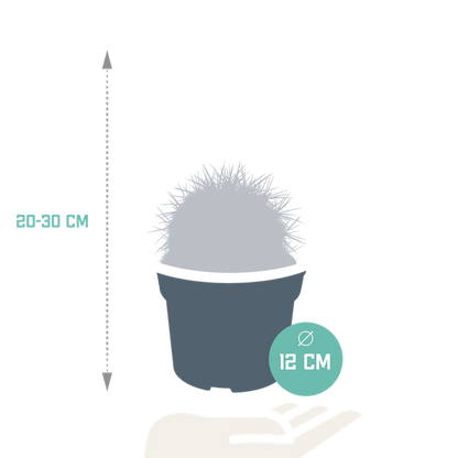 Echinocactus grusonii 12cm