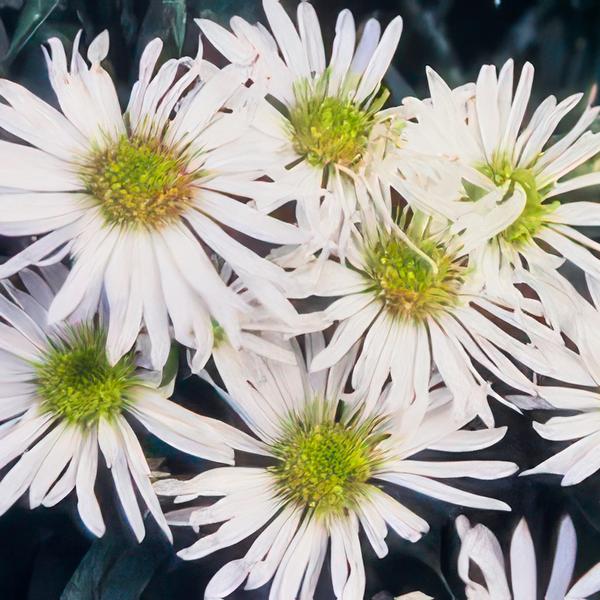 Aster ageratoides 'Ashvi' - ↕25cm - Ø9cm  - 40x