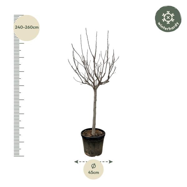 Ficus Carica op stam - 250 cm - ø45