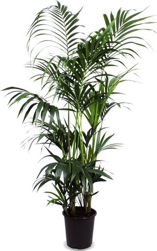 Kentia Palm - Ø27cm - ↕160cm