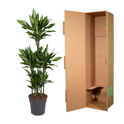 Dracaena Cintho Carrousel - 140 cm - ø31