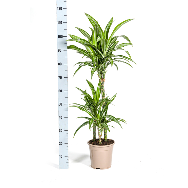 Dracaena Deremensis White Stripe Ø21cm - ↕100cm