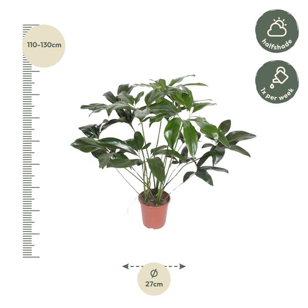 Philodendron Green Wonder - 120 cm - ø27