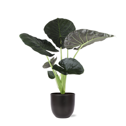 Alocasia Regal Shield Ø24cm - ↕110cm in Boule ANTRACIET pot