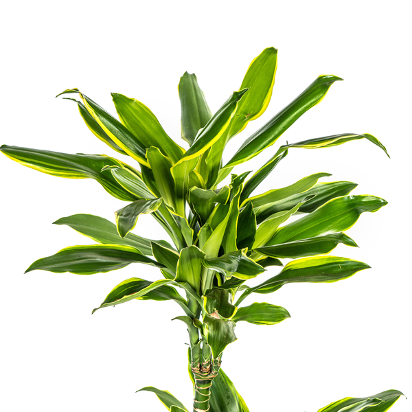 Dracaena Fragrans Golden Coast Ø21cm - ↕100cm