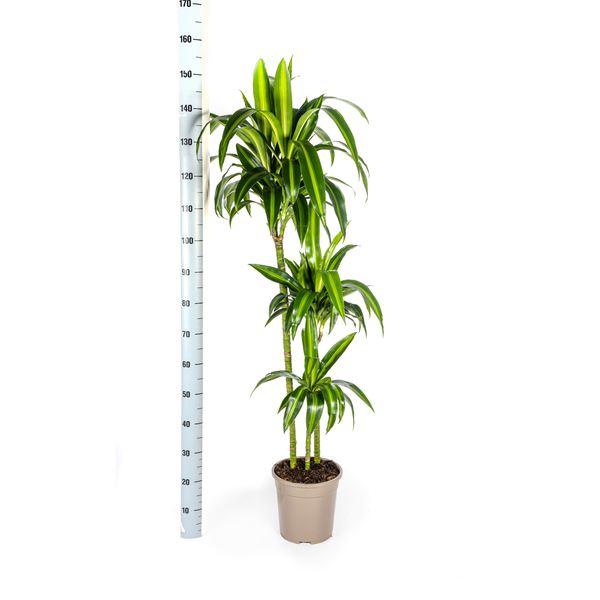 Dracaena Deremensis Hawaiian Sunshine Ø24cm - ↕140cm