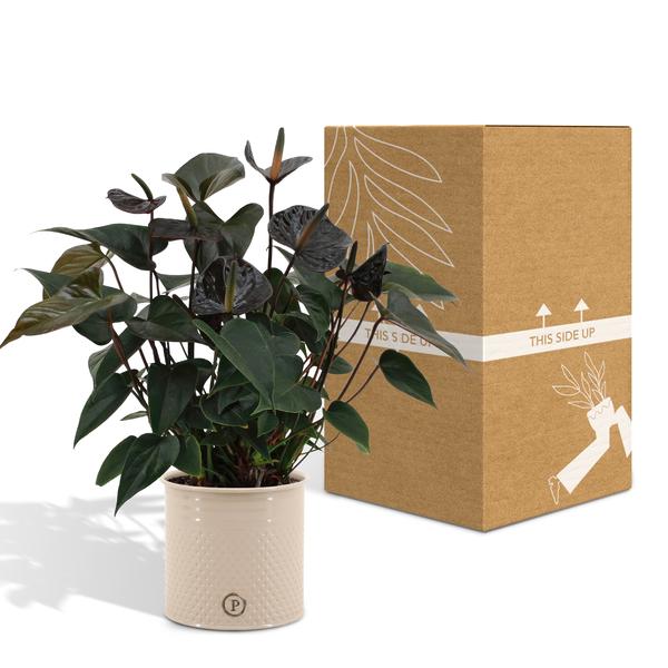 Anthurium andreanum Black Love incl. PURE zink - 45cm - Ø12