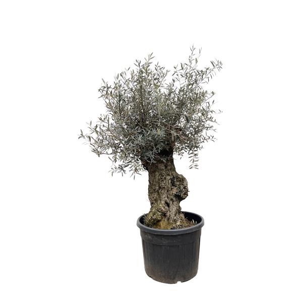 Olea Europaea Bonsai - 250cm- Ø65