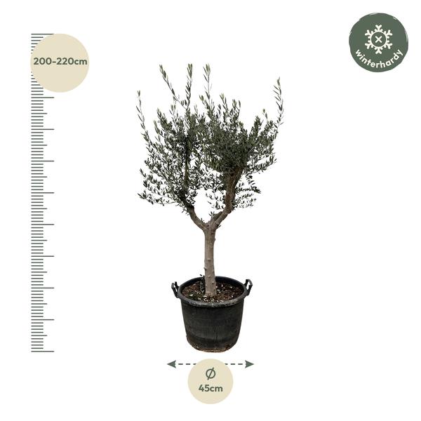 Olea Europaea Cultivo - 200cm- Ø45