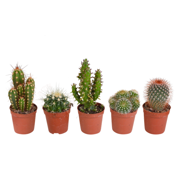 Cactus mix 5.5 cm - 5x - zonder pot