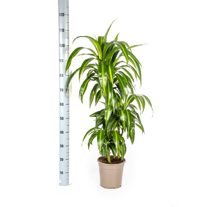 Dracaena Deremensis Hawaiian Sunshine Ø21cm - ↕100cm